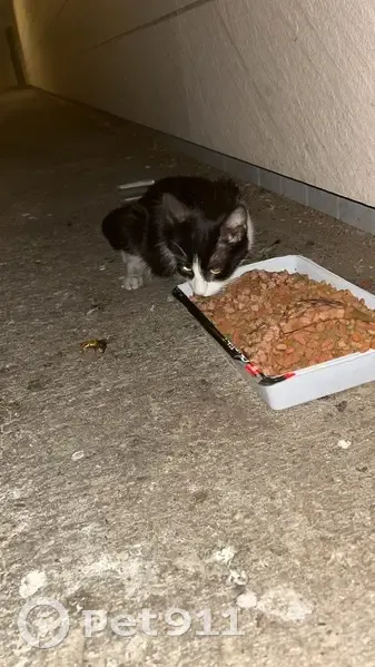 Chat sociable trouvé Rue Jean Gilles - photo