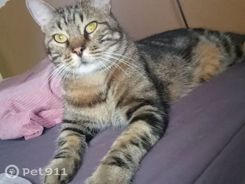 Chat perdu : Tigré dodu, pucé, craintif - photo