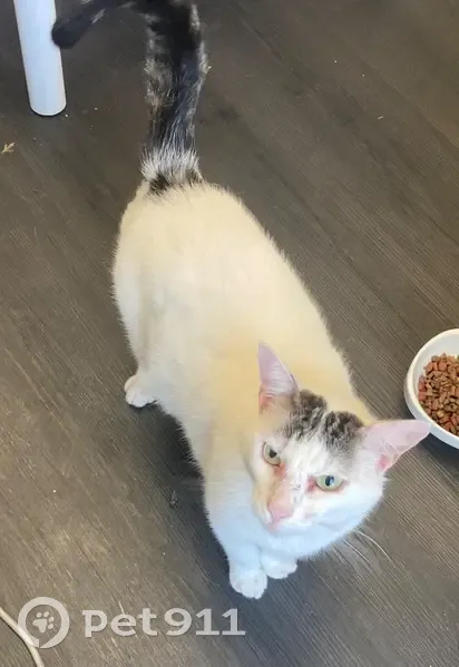 Chat trouvé affectueux, problèmes de peau - photo