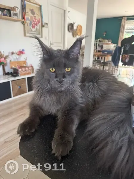 Chat perdu : Thanos, Maine coon gris, Dreux - photo