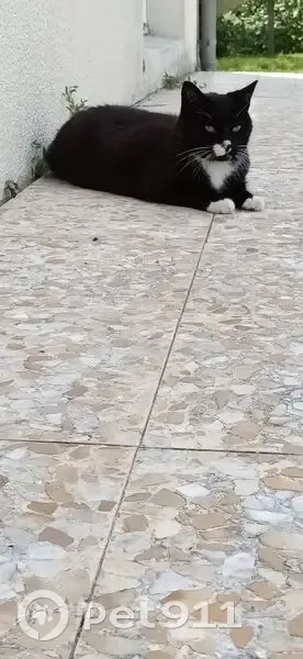 Chat noir et blanc sociable trouvé à Menucourt - photo