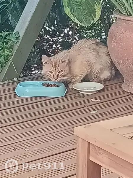 Chat roux trouvé boitant à Orléans - photo
