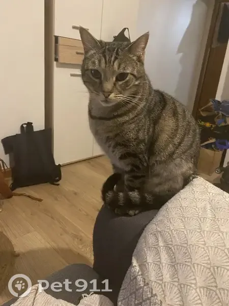 Chat tigré 5 ans perdu à Orchies - photo