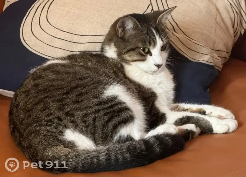 Chatte perdue, 3 ans, blanche et tigrée - photo