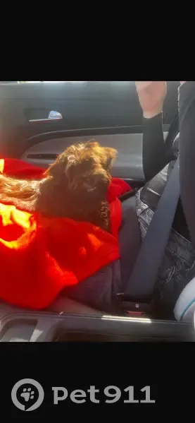 Chiot marron perdu Chemin de la Pageotte - photo