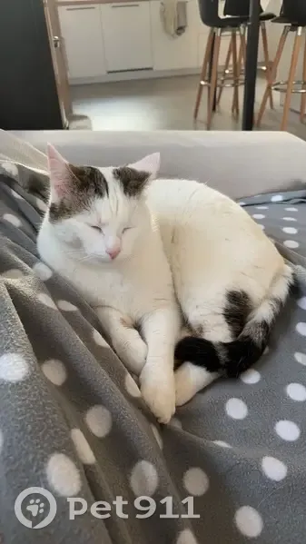 Chat perdu : blanc/gris, yeux verts, Toussieux - photo