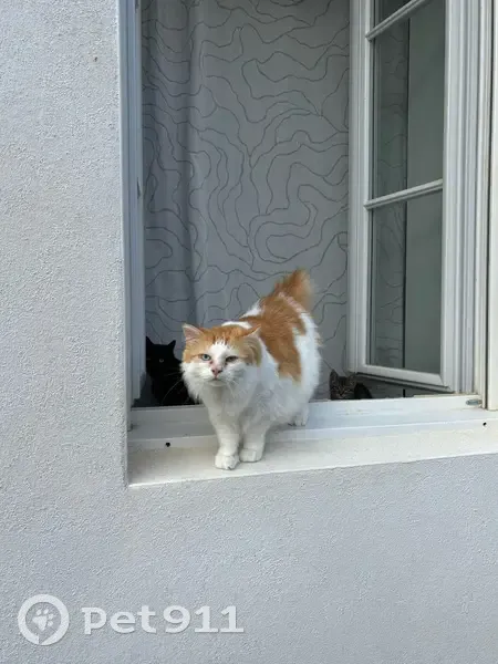 Chat perdu : mâle 4 ans, blanc et roux, Laval - photo