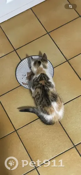 Chaton mâle trouvé, écaille et tigré, Agneaux - photo