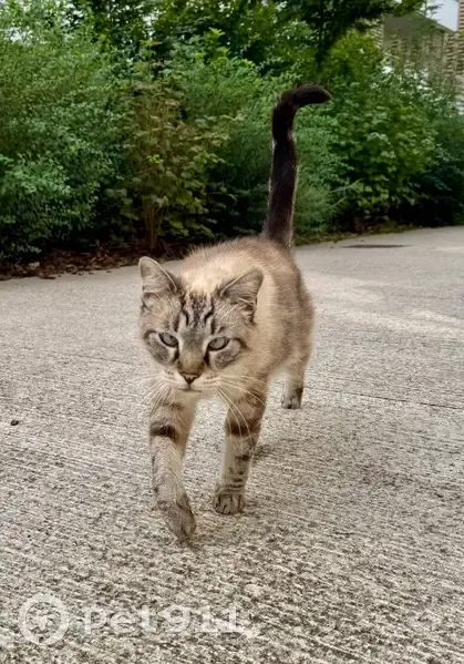 Chat sociable trouvé à Nancy - photo