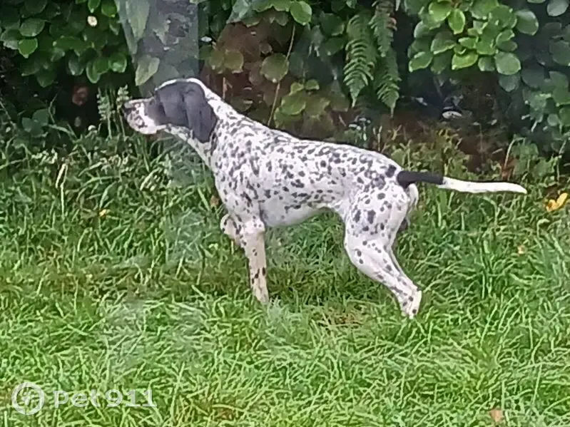 Chien de chasse perdu à Landivisiau - photo