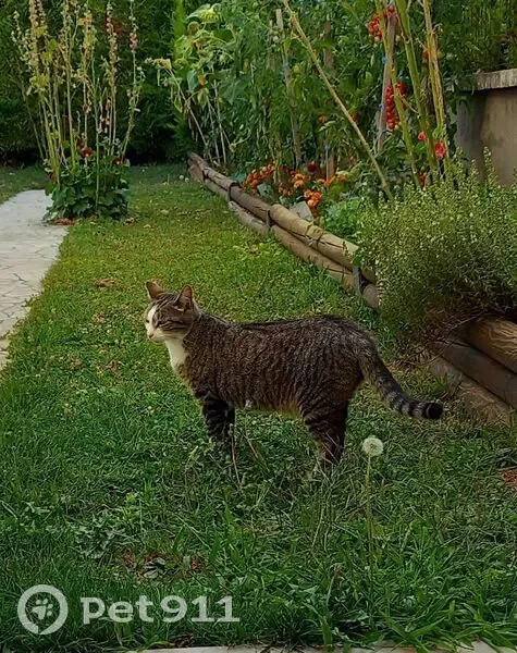 Chatte perdue: Marron Tabby blanc, Lempdes - photo