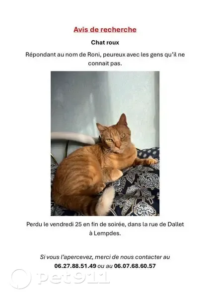 Chat roux perdu, peureux, rue de Dallet - photo