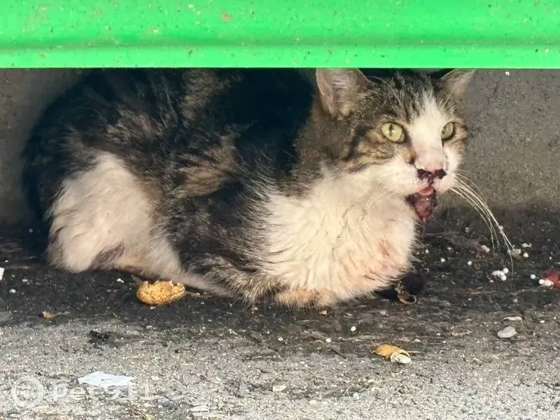 Chatte maigre trouvée, gros coryza, Paris - photo