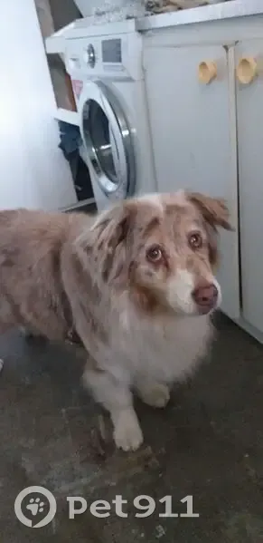 Chienne croisée berger trouvée à Saint-André - photo