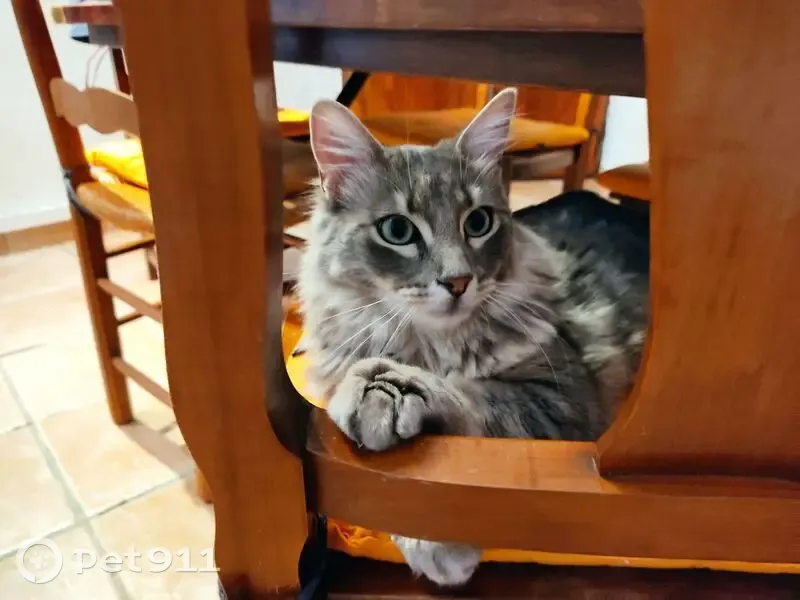 Chat tigré gris-crème perdu à Fuveau - photo