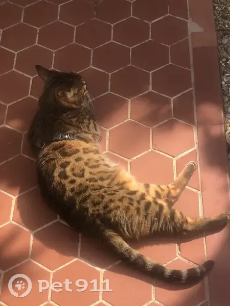 Chat de Bengale perdu à Torreilles - photo