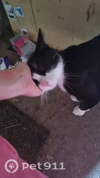 Chat noir et blanc trouvé jeune à Calonne - photo