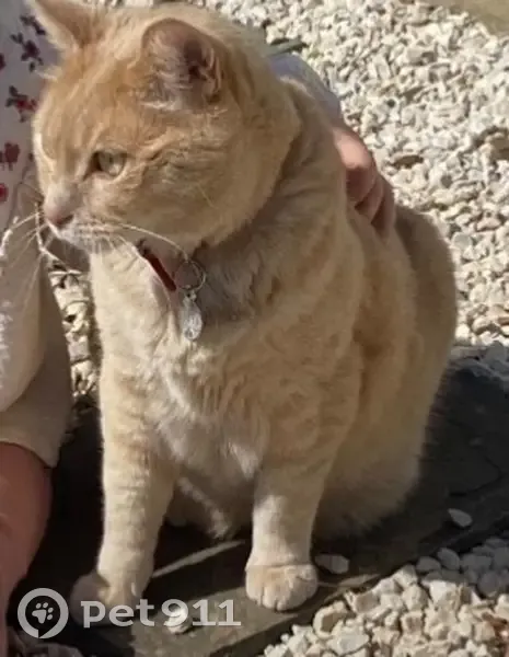 Chat roux clair perdu à Béziers - photo