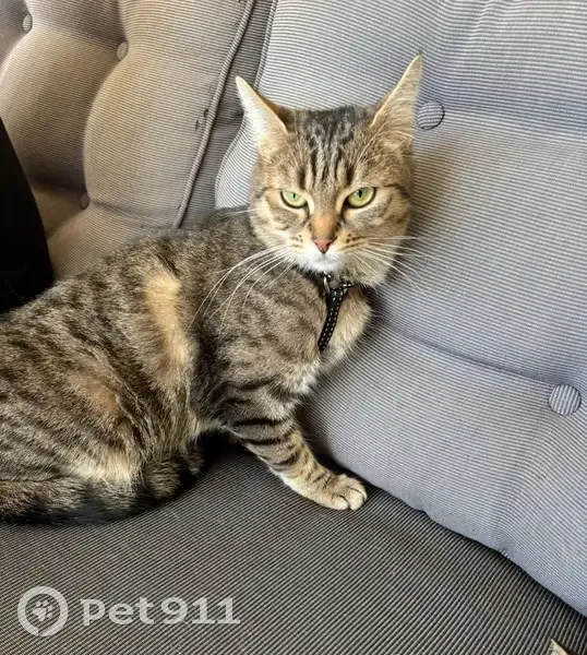 Chatte perdue : Pipi, rue Thècle, Roubaix - photo