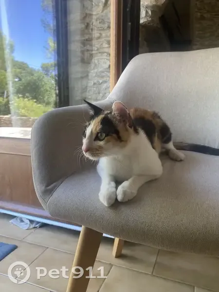 Chat trouvé Route d'Alès, Nîmes - photo