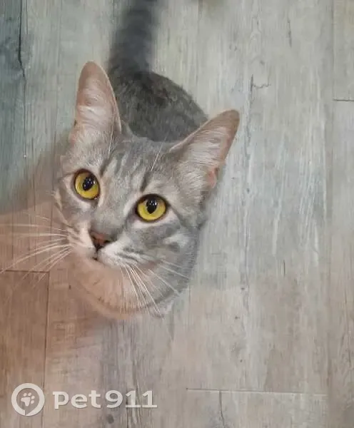 Chatte tigrée perdue à Romans-sur-Isère - photo