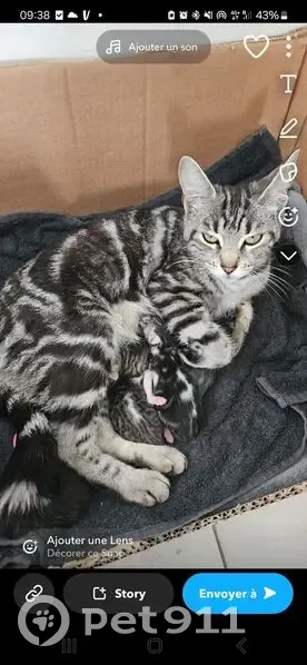 Chatte tigrée argentée perdue, Les Ulis - photo