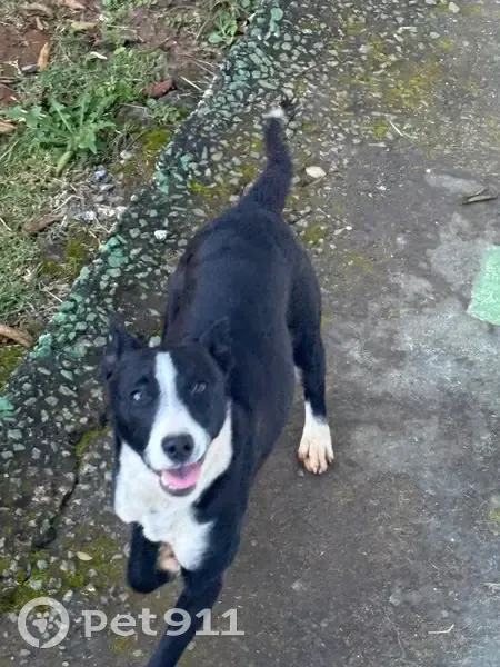 Cachorro encontrado - photo