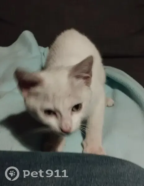 Chaton blanc trouvé sous voiture à Joué - photo