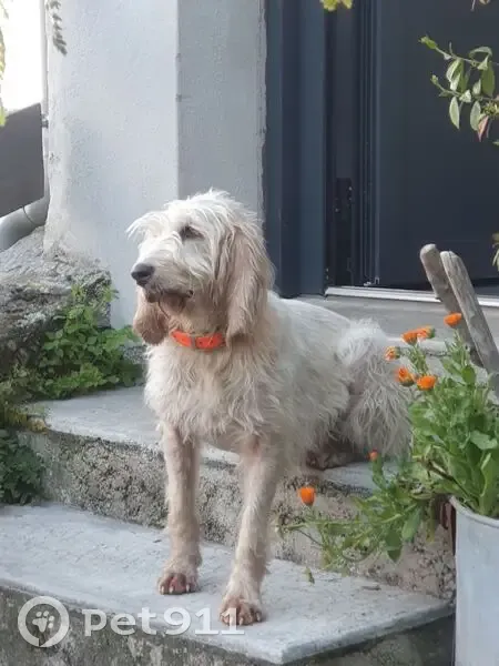 Chienne griffon perdue à Brusque - photo