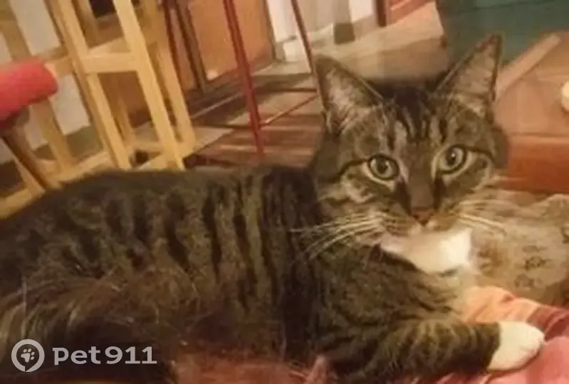 Chat perdu à Tours : quartier Lakanal - photo
