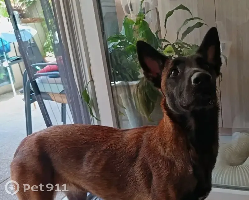 Chienne malinoise retrouvée en forêt - photo