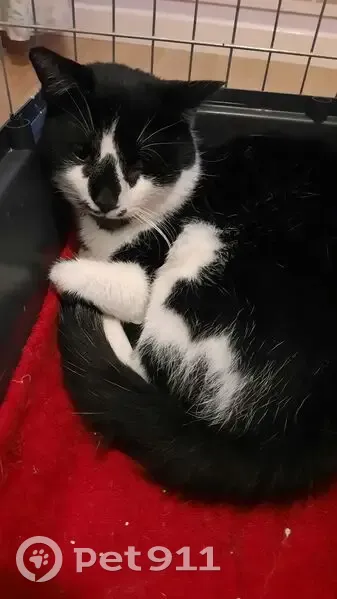 Chat noir et blanc sociable trouvé à Herblay - photo