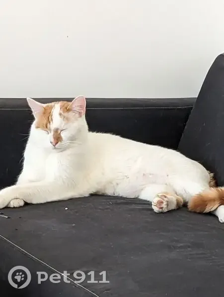 Chat blanc et roux perdu à Aubenas - photo