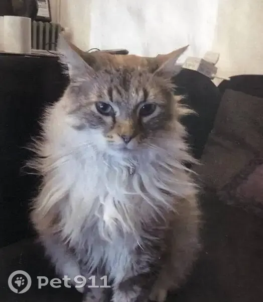 Chat perdu : tigré gris, yeux bleus, Prades - photo