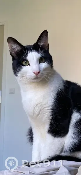 Chat perdu : noir et blanc, yeux verts, Épinay - photo