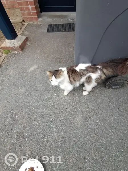 Chat blanc/marron/gris câlin trouvé à Roncq - photo