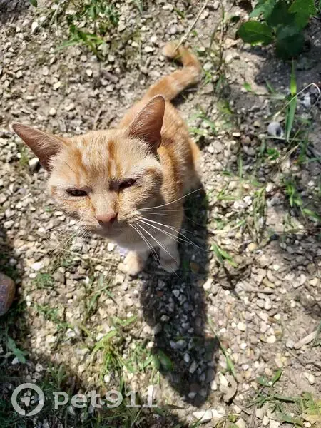 Chaton femelle câline trouvée au cimetière - photo