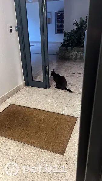 Chat noir trouvé à Viroflay - photo
