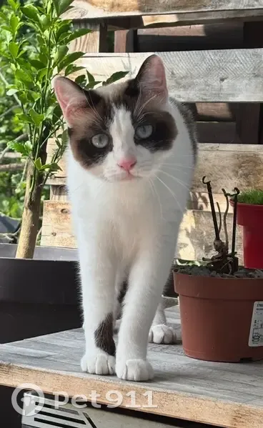 Chat perdue, yeux bleus, Bègles - photo