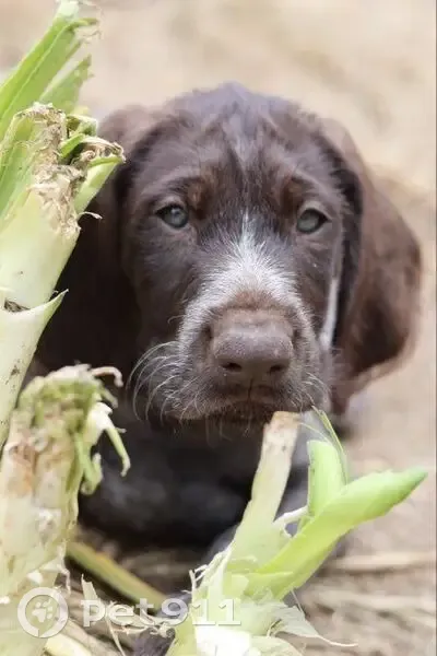 Chienne Drathaar Perdue à Couëron - photo