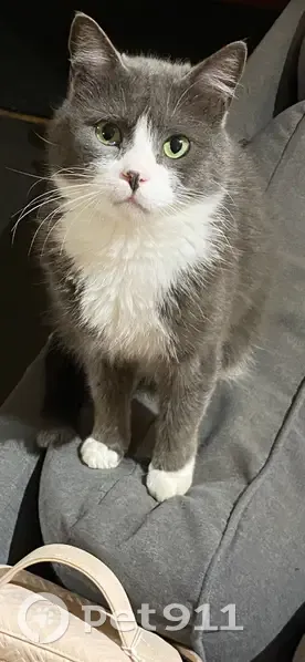 Chat gris et blanc perdu à Sermaise - photo