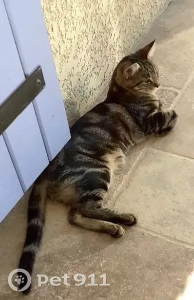 Chatte tigrée perdue à Agde - photo