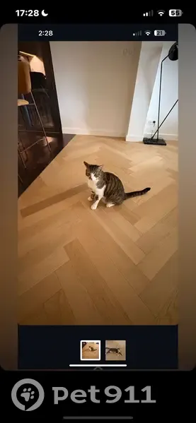 Chat tigré perdu à Ascain, Lotissement Kisu - photo