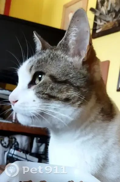Chat tigré et blanc perdu à Vestric - photo