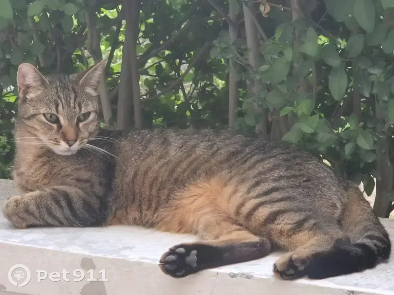 Pilou, chat gris tigré perdu à Lille - photo