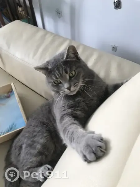 Chatte grise perdue à Montreuil - photo