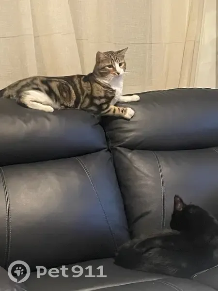 Chatte perdue noir et blanc à Villeurbanne - photo