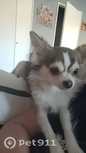 Chihuahua mâle gris/blanc perdu à Unias - photo