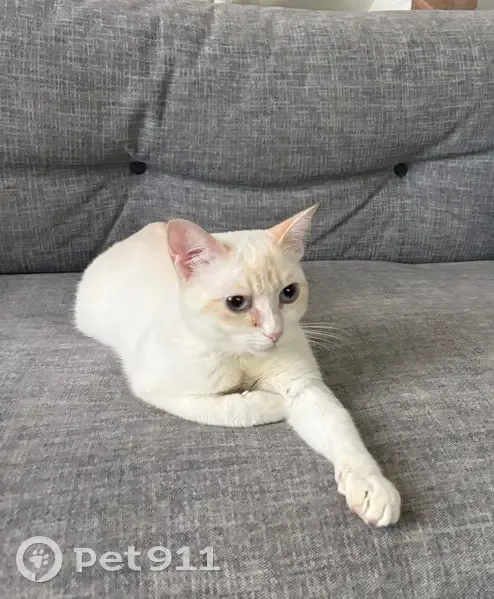 Chatte perdue Casca, blanche/beige, Poitiers - photo