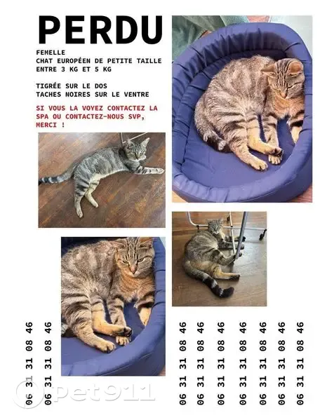 Chat perdu, type européen, Aubervilliers - photo